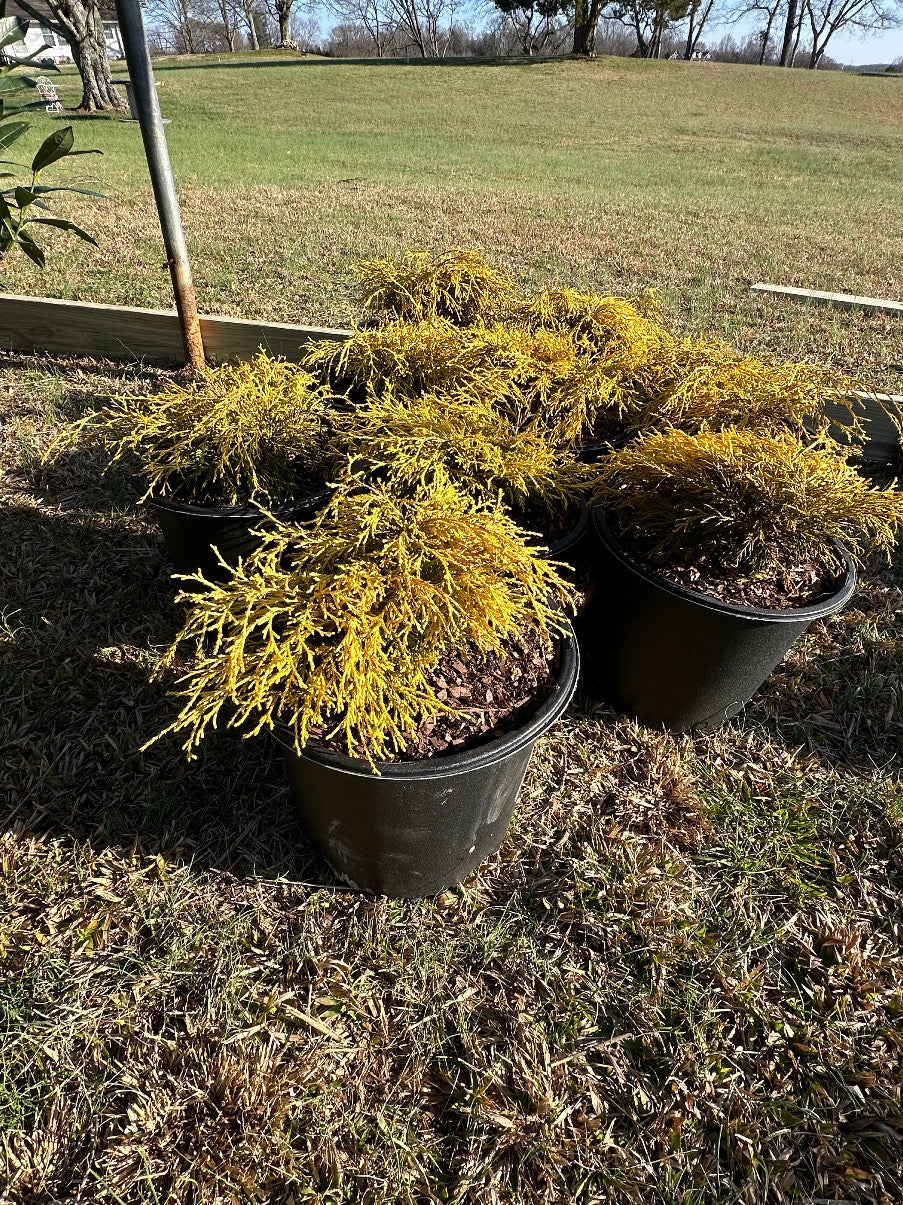 Gold Mop