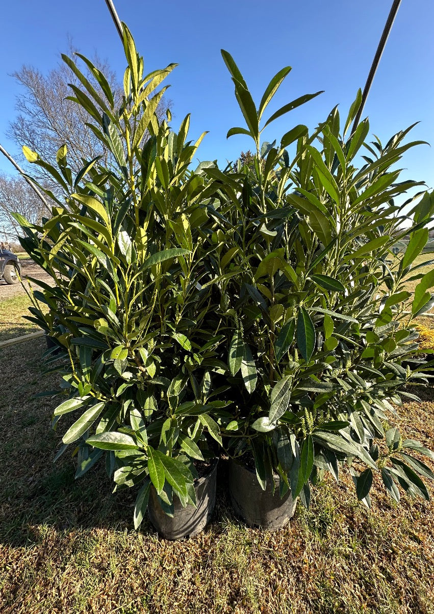 Laurels