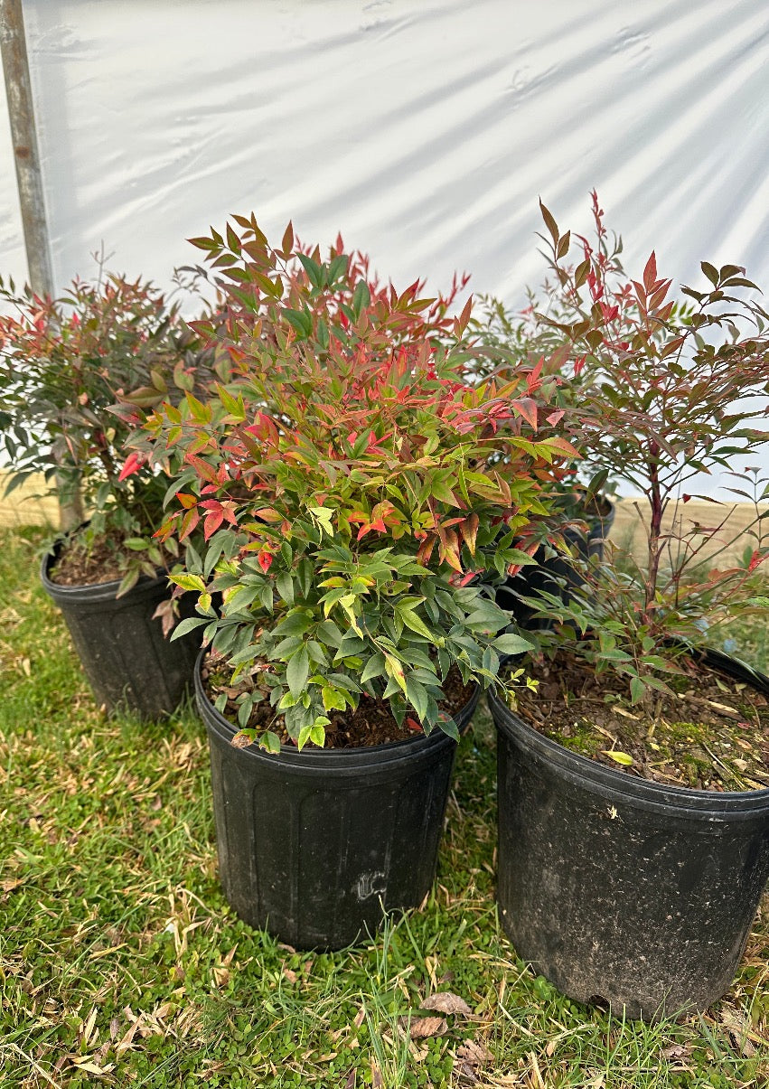 Firepower Nandina