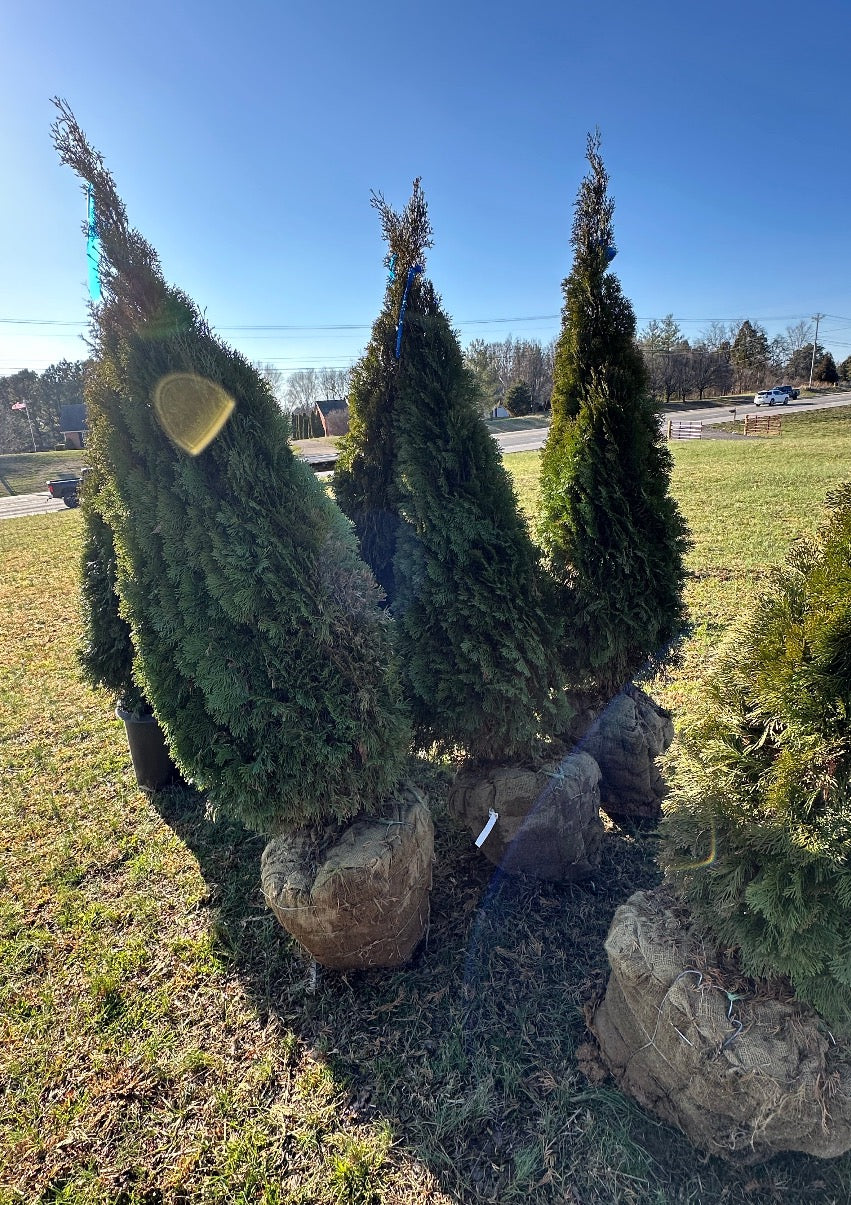 Emerald Green Arborvitae