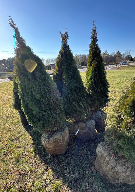 Emerald Green Arborvitae