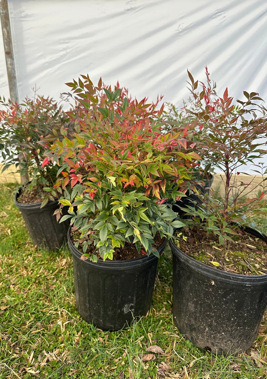 Firepower Nandina